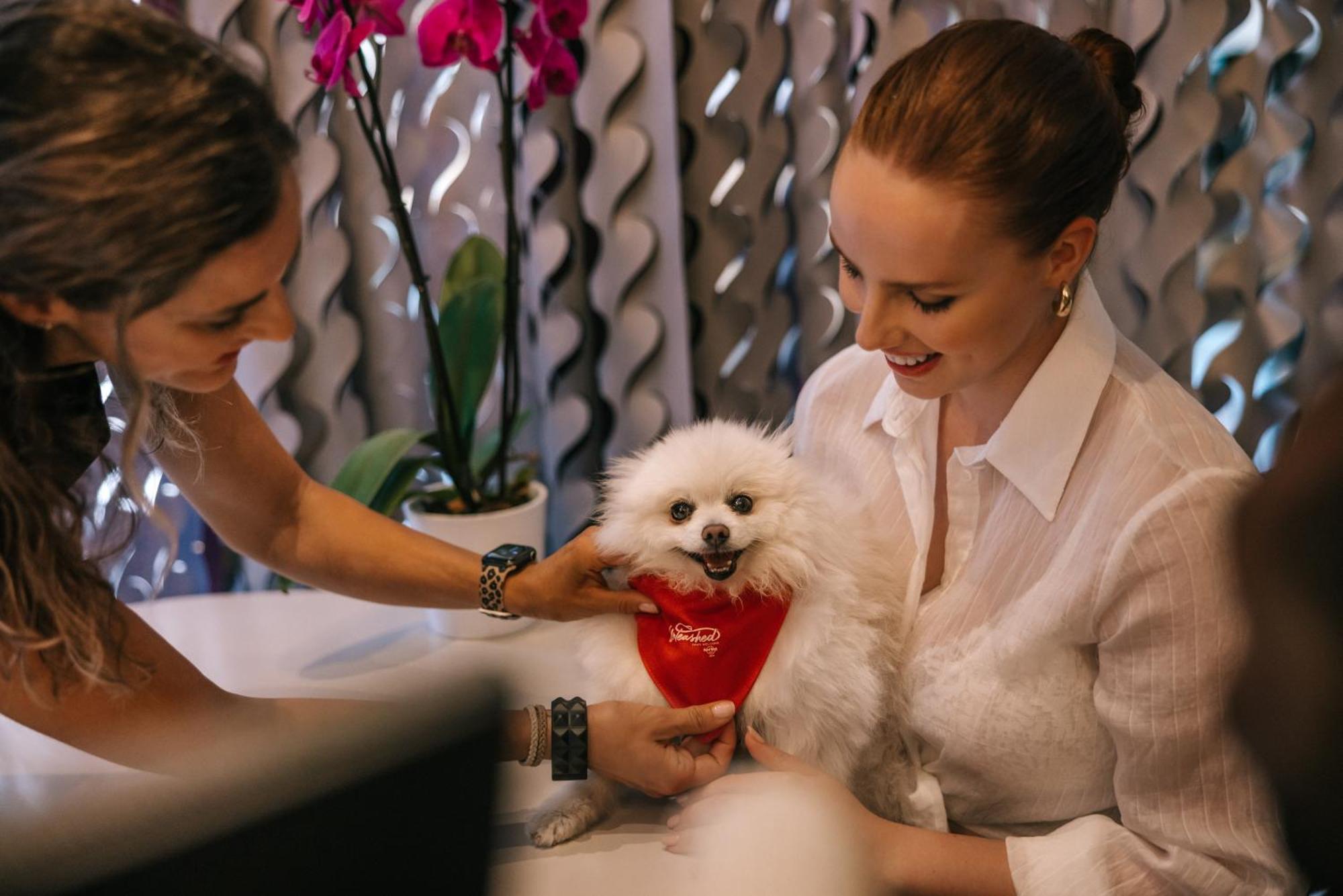 Hard Rock Hotel Ibiza Playa d'en Bossa Kültér fotó A dog at the Four Seasons Hotel in Moscow